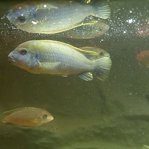 Fish ID - Psuedotropheus Socolofi? Or something else?