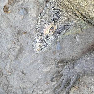 Komodo Dragon, September 2022