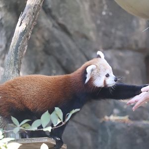 Asia Trail - Red Panda Politely Asking for Treats