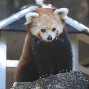 Asia Trail - Red Panda - Chris Anne