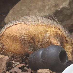 Small Mammal House - Screaming Hairy Armadillo