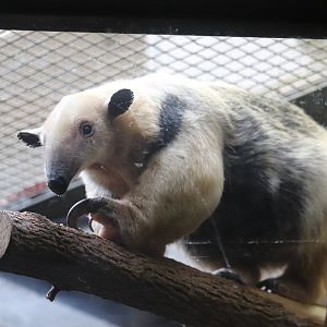 Small Mammal House - Southern Tamandua - Chiquita