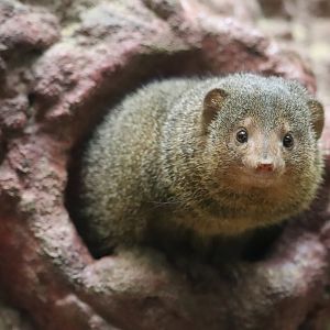 Small Mammal House - Dwarf Mongoose