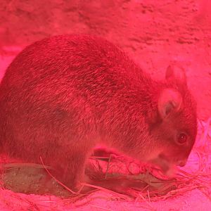 Small Mammal House - Brush-Tailed Bettong