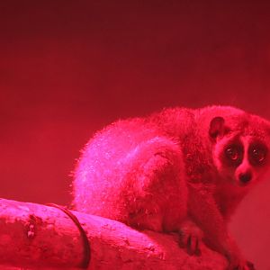 Small Mammal House - Pygmy Slow Loris