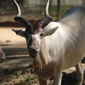 Cheetah Conservation Station - Addax