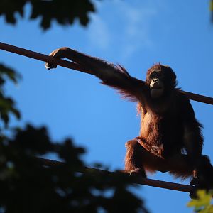 O-Line - Bornean Orangutan - Redd