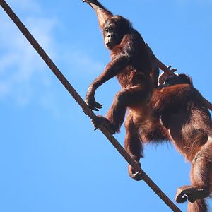 O-Line - Bornean Orangutans - Redd & Batang