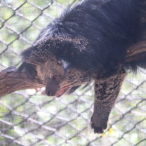 Claws & Paws Pathway - Binturong - Lola