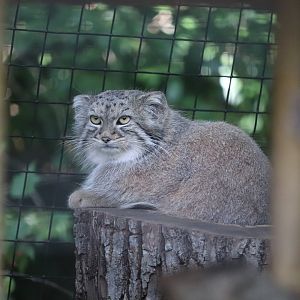 Claws & Paws Pathway - Pallas's Cat