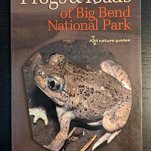 Frog & Toads of Big Bend National Park
