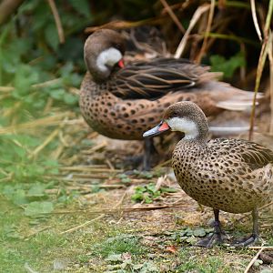 White-cheeked Pintail Anas bahamensis