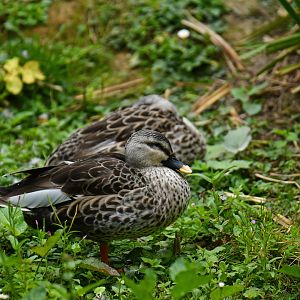 Indian Spot-billed Duck Anas poecilorhyncha