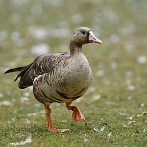 Greater White-fronted Goose Anser albifrons