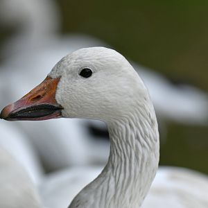 Snow Goose Anser caerulescens