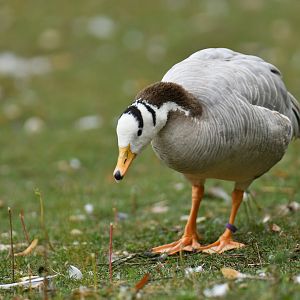 Bar-headed Goose Anser indicus
