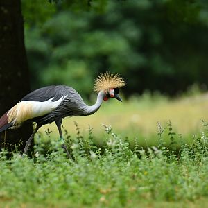 Grey Crowned-Crane Balearica regulorum