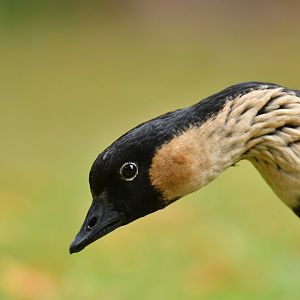 Nene Branta sandvicensis