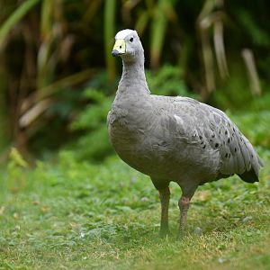 Cape Barren Goose Cereopsis novaehollandiae