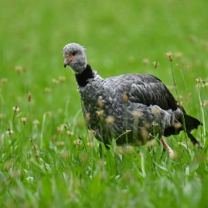 Southern Screamer Chauna torquata