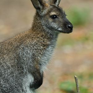 Red-necked wallaby (Notamacropus rufogriseus)