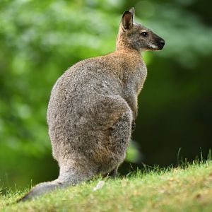 Red-necked wallaby (Notamacropus rufogriseus)
