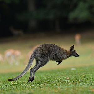 Red-necked wallaby (Notamacropus rufogriseus)