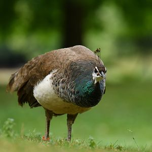 Indian Peafowl Pavo cristatus