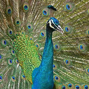 Indian Peafowl Pavo cristatus