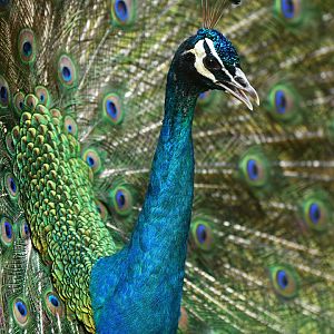 Indian Peafowl Pavo cristatus