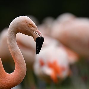 Chilean Flamingo Phoenicopterus chilensis