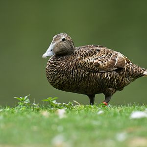 Common Eider Somateria mollissima