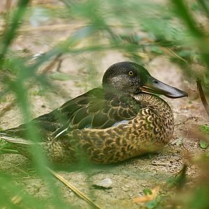 Northern Shoveler Spatula clypeata
