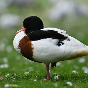 Common Shelduck Tadorna tadorna