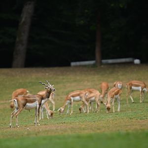 Blackbuck (Antilope cervicapra)