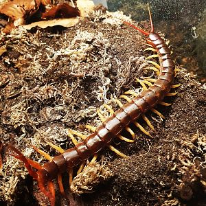 Scolopendra dehaani