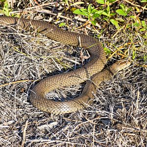 Eastern Brown Snake