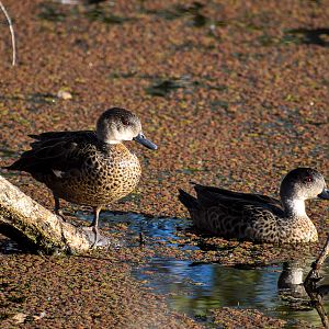 Grey Teals