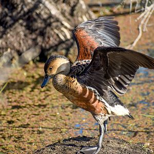 Wandering Whistling-Duck