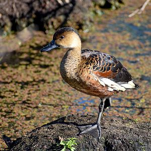 Wandering Whistling-Duck