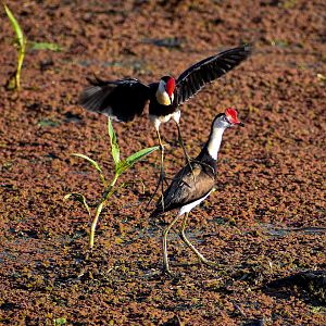 Comb-crested Jacanas