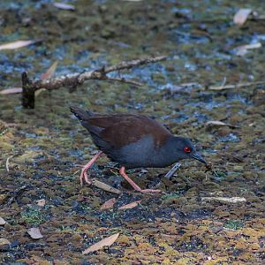 Spotless Crake