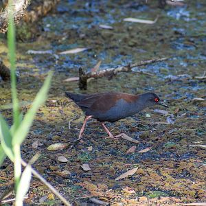Spotless Crake