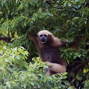 Eastern Hoolock Gibbon (Hoolock leuconedys), Female