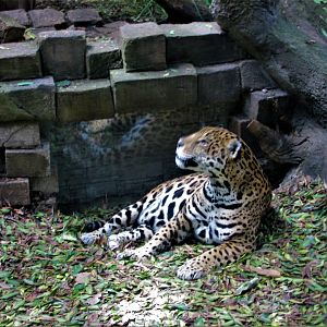 JAGUAR AFRICAM SAFARI
