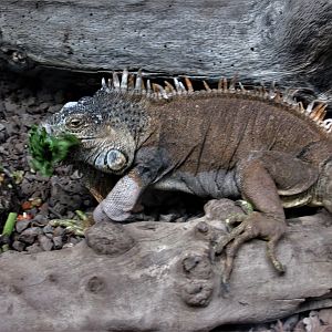 GREEN IGUANA