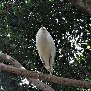 EGRET AFRICAM SAFARI