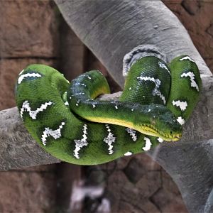 EMERALD TREE BOA