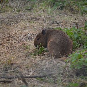 baby Capybara