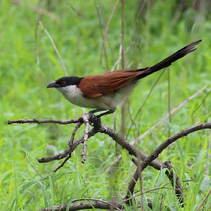 Senegal coucal